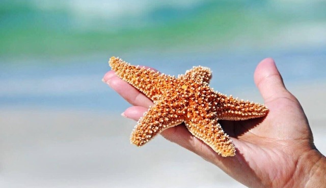 Salty Starfish: Work-Play-Relax-Beach-Bay-Pets OK