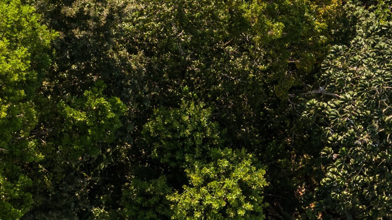 Photo of Outdoor in Antoneys Cay