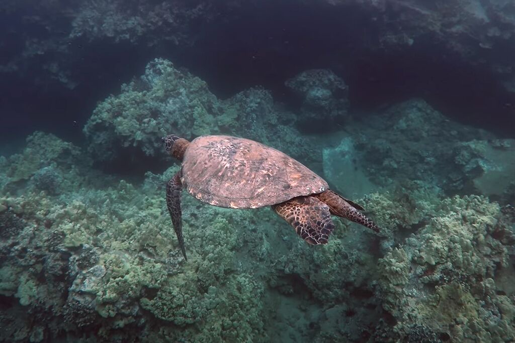 Photo of Others in Wailua